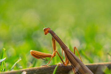 mantis, flying insect, large predatory insect sitting on blooming hebe flowers in summer in the garden.