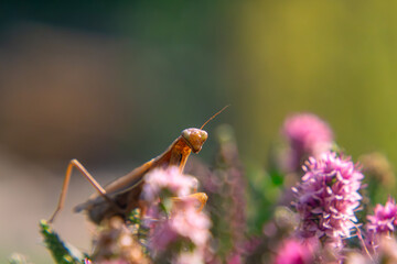 mantis, flying insect, large predatory insect sitting on blooming hebe flowers in summer in the garden.