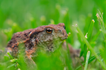 common amphibian toad, frog sitting in the grass on a rainy day. wild animal in natural conditions. macro close-up of a frog