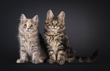 Adorable duo of Maine Coon cat kittens, sitting side by side. Looking attentive towards camera. Isolated on a black background.