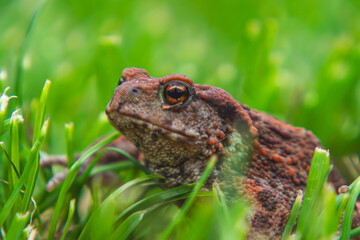 common amphibian toad, frog sitting in the grass on a rainy day. wild animal in natural conditions. macro close-up of a frog