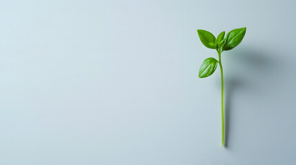 Fresh Basil Sprout: A single, vibrant basil sprout with lush green leaves emerges, suggesting growth and freshness. 