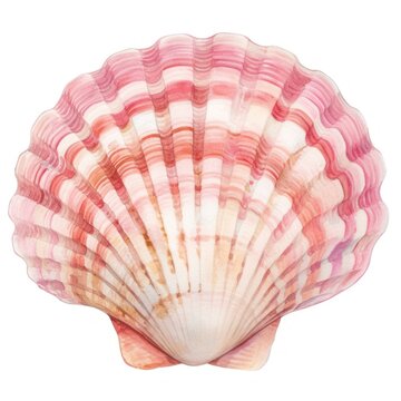 Pink Seashell seashell illustration watercolor.
