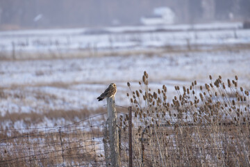Short-eared Owl Asio flammeus sitting on a fence post amongst the tall marsh reeds