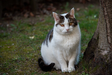 cat in the garden