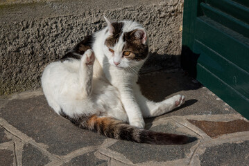 cat on the street