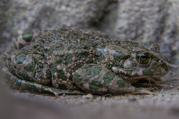 green toad, a wild animal, an amphibian hiding near the house wall in autumn