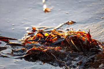 Fresh Seaweed washed up at hightide, at dawn