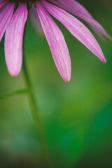 Vibrant purple petals of an echinacea flower in a lush green garden with copy space