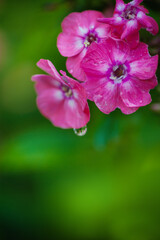 Vibrant purple petals of an Phlox paniculata flower with drop of watre in a lush garden with copy space