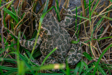 green toad, a wild animal, an amphibian hiding near the house wall in autumn