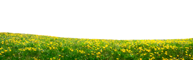 spring field with yellow flowers isolated on white