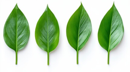 Four Green Leaves on White Background Close Up