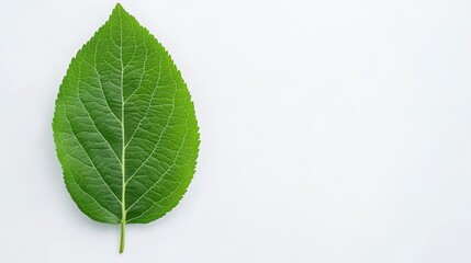 Green Leaf on Light Gray Background Close Up Nature Photography