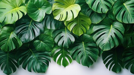 Lush monstera leaves cascade against a white backdrop, creating a vibrant, natural wallpaper effect