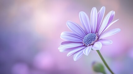 Obraz premium Beautiful Purple Flower with Soft Pastel Background for Nature Lovers