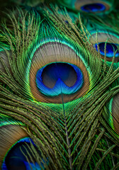 Obraz premium 孔雀の羽根の精緻な模様