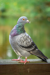 wild bird urban pigeon sitting on wooden bridge in city park autumn season in the morning. lonely pigeon. bird portrait. problem of every city. blurred background.
