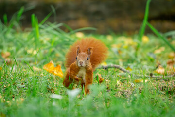 funny, focused squirrel standing on two legs. wild animal squirrel standing on its hind legs among yellow autumn leaves. animal in the park autumn season in the morning. blurred background