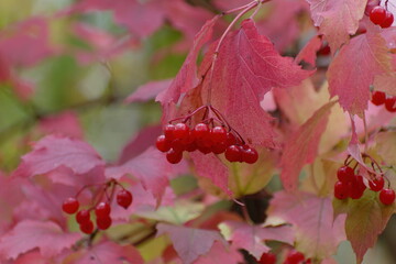 Viburnum berries in late autumn in the forest.