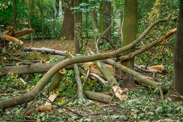 broken branches and trees lying in a heap after a storm and tornado in a city park in autumn....