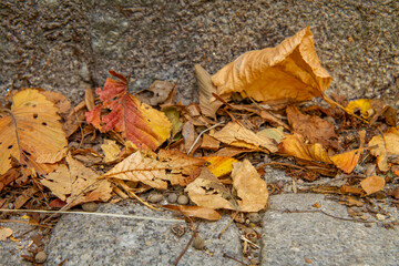 yellow autumn leaves falling from the trees lie on the concrete steps on the street. image of the coming autumn. autumn season.