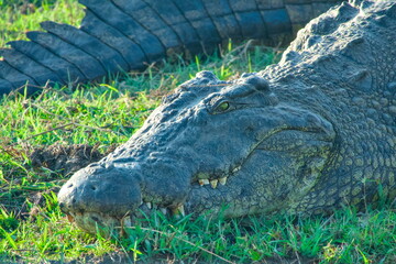 Crocodile Head Close-Up at Kwando River