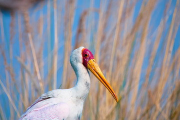 Close-up of a Yellow-billed Stork (Mycteria ibis) Standing in Green Bushes in the Okavango Delta