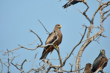 Close-up of Yellow-billed Kites (Milvus aegyptius) Perched on a Branch in the Okavango Delta