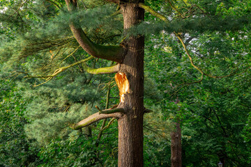 large old coniferous tree in a city park with a broken branch. a trace on a tree from a broken large branch