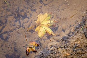 beautiful autumn yellow orange leaves lying in the water in the river in the city park. a sign of autumn