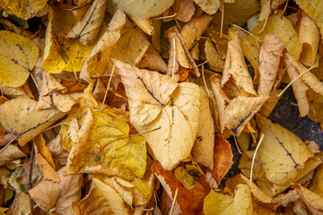 yellow autumn leaves lying on the ground, leaves falling from trees in autumn. background texture with autumn leaves