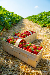 Strawberry field on fruit farm. Fresh ripe organic strawberry in white basket next to strawberries...