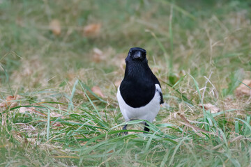 A magpie stands between the green grass and looks right toward the camera lens on a cloudy autumn day. 