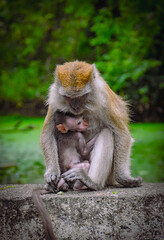Affectionate Love of a Mother long tail Macaque and her baby