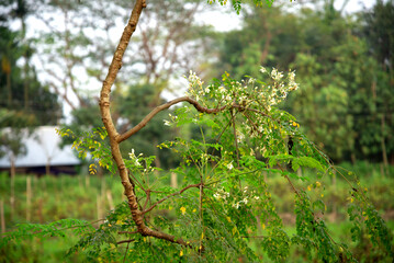 Healthy green moringa leaf & flower