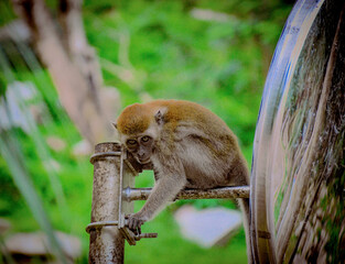 Eerie Stare of the Long tail Macaque