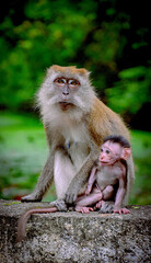A close- up shot of a female long tail macaque with her infant baby.