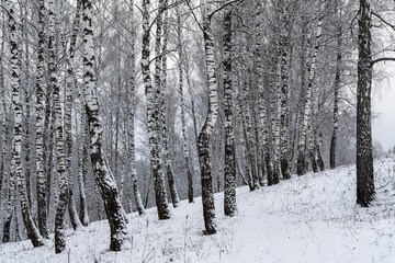Birch grove after a snowfall on a winter cloudy day. Birch branches covered with snow.