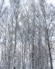 Fototapeta premium Birch grove after a snowfall on a winter cloudy day. Birch branches covered with snow.