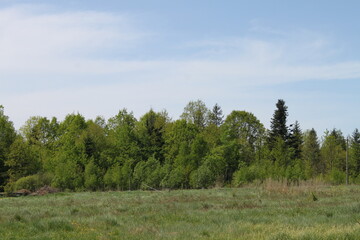 pine trees in the forest