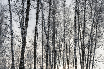 Sunbeams shining through snow-covered birch branches in a birch forest after a snowfall on a winter.
