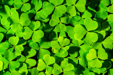 Background with green clover leaves for Saint Patrick's day. Abstract backdrop for design with a shamrock. Sping nature pattern.