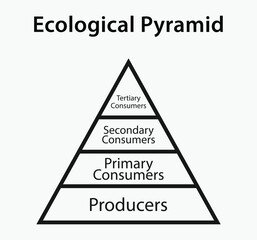 Ecological pyramid of energy diagram. 
