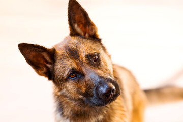 Schäferhund in Aktion mit schräger Kopfhaltung, Outdoorfoto