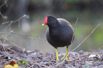 moorhen walking along forest floor