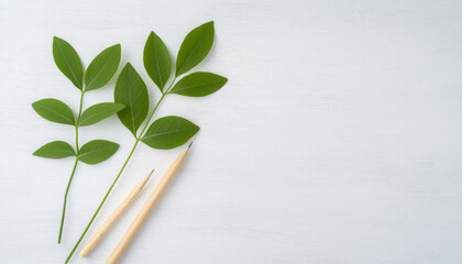 Green leaves and pencils on white background