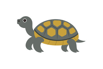turtle on white background