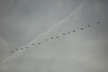 Flock of birds flying in a V formation against a cloudy sky during late afternoon