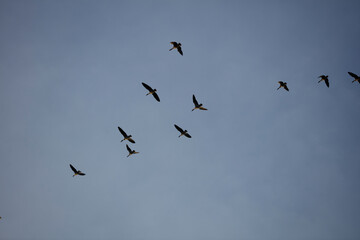 Flock of birds soaring through a clear blue sky during early morning hours near a serene lake